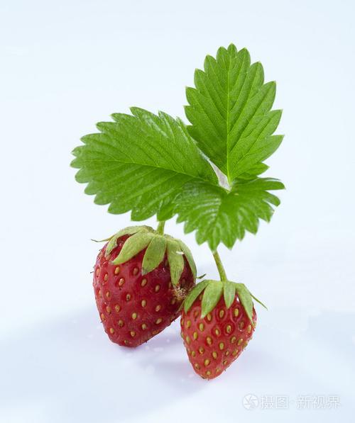 草莓什么样的叶子好吃(草莓什么样的叶子好吃图片)